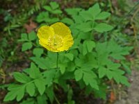 Meconopsis cambrica 6, Schijnpapaver, Saxifraga-Ab H Baas