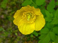Meconopsis cambrica 7, Schijnpapaver, Saxifraga-Ab H Baas