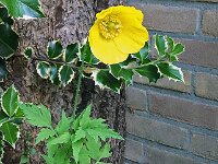 Meconopsis cambrica 8, Schijnpapaver, Saxifraga-Ab H Baas
