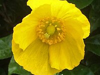 Meconopsis cambrica 9, Schijnpapaver, Saxifraga-Ab H Baas