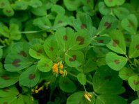 Medicago arabica 10, Gevlekte rupsklaver, Saxifraga-Ed Stikvoort