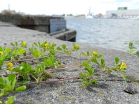 Medicago arabica 11, Gevlekte rupsklaver, Saxifraga-Rutger Barendse