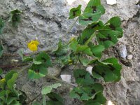 Medicago arabica 13, Gevlekte rupsklaver, Saxifraga-Rutger Barendse