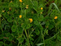 Medicago arabica 16, Gevlekte rupsklaver, Saxifraga-Peter Meininger