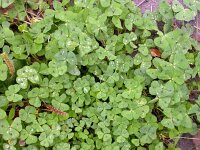 Medicago arabica 2, Gevlekte rupsklaver, Saxifraga-Peter Meininger