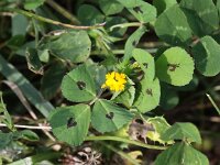 Medicago arabica 3, Gevlekte rupsklaver, Saxifraga-Peter Meininger