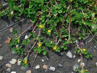 Medicago arabica 6, Gevlekte rupsklaver, Saxifraga-Ed Stikvoort