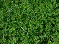 Medicago arabica 7, Gevlekte rupsklaver, Saxifraga-Ed Stikvoort