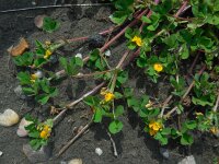 Medicago arabica 8, Gevlekte rupsklaver, Saxifraga-Ed Stikvoort