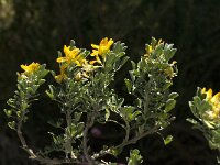 Medicago arborea 10, Saxifraga-Jan van der Straaten