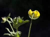 Medicago arborea 11, Saxifraga-Willem van Kruijsbergen