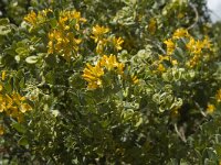 Medicago arborea 12, Saxifraga-Jan van der Straaten