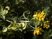 Medicago arborea 13, Saxifraga-Jan van der Straaten