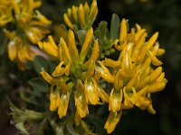 Medicago arborea 14, Saxifraga-Willem van Kruijsbergen