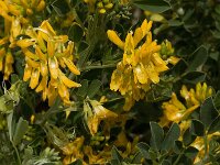 Medicago arborea 15, Saxifraga-Willem van Kruijsbergen