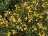 Medicago arborea 17, Saxifraga-Willem van Kruijsbergen