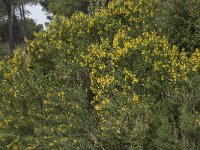 Medicago arborea 18, Saxifraga-Willem van Kruijsbergen