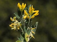 Medicago arborea 2, Saxifraga-Willem van Kruijsbergen