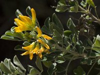 Medicago arborea 3, Saxifraga-Willem van Kruijsbergen