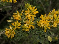Medicago arborea 4, Saxifraga-Willem van Kruijsbergen