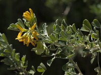 Medicago arborea 5, Saxifraga-Willem van Kruijsbergen