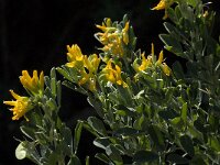 Medicago arborea 6, Saxifraga-Willem van Kruijsbergen