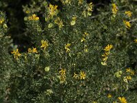 Medicago arborea 7, Saxifraga-Jan van der Straaten