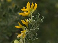 Medicago arborea 8, Saxifraga-Jan van der Straaten