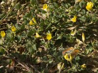 Medicago littoralis 5, Saxifraga-Willem van Kruijsbergen