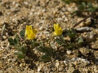 Medicago littoralis 6, Saxifraga-Willem van Kruijsbergen