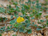 Medicago littoralis 9, Saxifraga-Ed Stikvoort