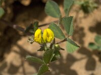 Medicago truncatula 2, Saxifraga-Jan van der Straaten