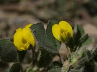 Medicago truncatula 3, Saxifraga-Willem van Kruijsbergen