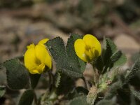 Medicago truncatula 4, Saxifraga-Willem van Kruijsbergen