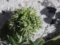 Medicago truncatula 5, Saxifraga-Rutger Barendse