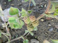 Medicago truncatula 6, Saxifraga-Rutger Barendse