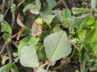 Medicago truncatula 7, Saxifraga-Rutger Barendse