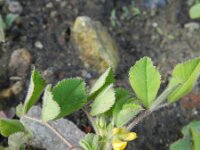 Medicago truncatula 8, Saxifraga-Rutger Barendse