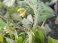 Medicago truncatula 9, Saxifraga-Rutger Barendse