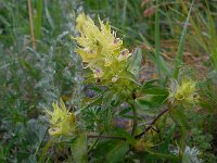 Melampyrum chlorostachyum 2, Saxifraga-Ed Stikvoort
