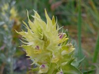 Melampyrum chlorostachyum 3, Saxifraga-Ed Stikvoort