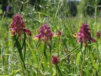 Melampyrum cristatum 2, Saxifraga-Jan Willem Jongepier