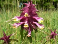 Melampyrum cristatum 3, Saxifraga-Jan Willem Jongepier