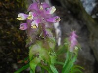 Melampyrum cristatum 4, Saxifraga-Ed Stikvoort
