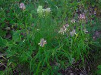 Melampyrum cristatum 5, Saxifraga-Ed Stikvoort