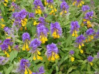 Melampyrum nemorosum 10, Saxifraga-Jan Willem Jongepier