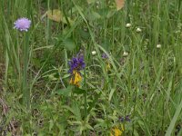 Melampyrum nemorosum 12, Saxifraga-Hans Boll