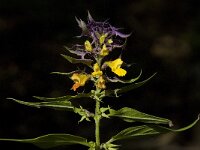 Melampyrum nemorosum 13, Saxifraga-Willem van Kruijsbergen