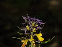 Melampyrum nemorosum 14, Saxifraga-Willem van Kruijsbergen