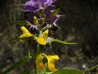 Melampyrum nemorosum 15, Saxifraga-Willem van Kruijsbergen